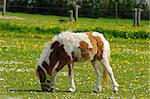 A pony is eating green grass