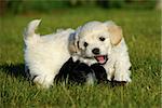 Two sweet puppies are fighting and playing in the sun