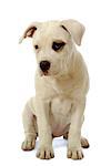 Sweet puppy is sitting on a white background