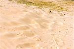 Sand background, National Park Zuid Kennemerland, The Netherlands