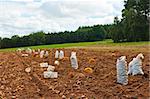 Picking ripe potatoes in the field. September