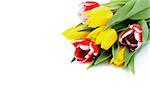 Corner of Yellow and Red-White Tulips isolated on white background