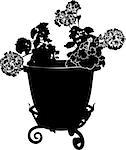 geranium flower in a pot