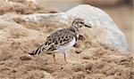 Sandpiper on the beach at Cape Cross, Namibia