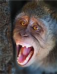 Aggressive monkey close up - Macaca fascicularis. Indonesia, Bali.