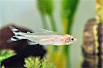 A close up portrait shot of a rummy nose fish