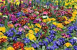 Spring. There are many multcolor primeroses or primulas in the park.