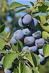 Group of blue (purple)  plums get ripe on branch. This is a Prunus domestica subsp. insititia.