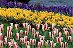 There are many bright tulips and crocoses on the photo. Such flowerbed is characteristic for Holland parks.