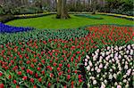 There are many bright flowers on the photo. Such flowerbed is characteristic for Holland parks.