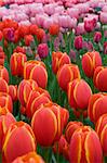 There are many bright tulips on the photo. Such flowerbed is characteristic for Holland parks.