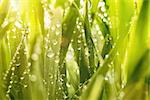 Droplets of water on blades of grass in sunshine
