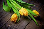 Bunch of Three Yellow Spring Tulips closeup on Rustic Wooden background