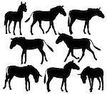 Set of editable vector silhouettes of zebra, ponies or donkeys