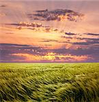Greed Wheat Field and Beautiful Sunset Sky with Sun and Clouds