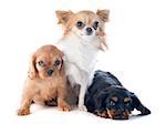 puppies cavalier king charles and chihuahua in front of white background