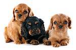 young puppies cavalier king charles in front of white background