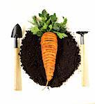 concept of natural and organic foods - carrots and greens on the ground