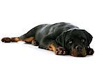 portrait of a purebred puppy rottweiler in front of white background