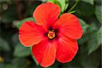 beautiful red hibiscus flower in summer outdoor macro closeup