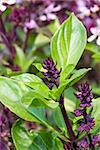 Fresh basil and blossom  in the plantation