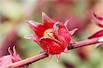 The roselle (Hibiscus sabdariffa) is a species of Hibiscus native to the tropics