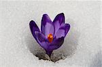 Violet crocuses have struggled through the snow. People associate  these bright flowers with spring.