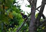 beautiful Hill Myna (Gracula religiosa) in Thai forest