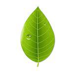 Eco Green Leaf, With Gradient Mesh, Vector Illustration
