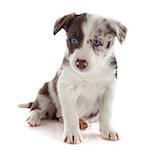 portrait of puppy border collie in front of white background