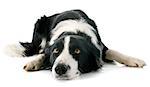 portrait of purebred border collie in front of white background