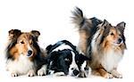 portrait of purebred border collie and shetland sheepdogs in front of white background