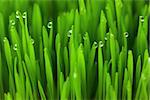 Fresh green wheat grass with Drops dew / eco macro background