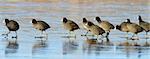 flock of coots ( fulica atra ) walking on frozen surface of the lake