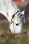 detail of white horse head grazing on a  meadow