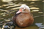 feral muscovy duck standing in shallow water of a pond