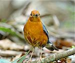 beautiful male Orange-headed Thrush (Zoothera citrina) in Thailand