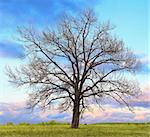 A lone oak tree without leaves in the field