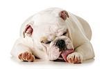 dog licking paw - english bulldog isolated on white background