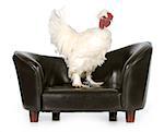 chicken on a couch isolated on white background