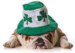 English bulldog wearing St Patrick's Day hat isolated on white background