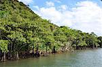 Mangrove trees at the river Urauchi at the tropical japanese island Iriomote