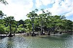 Mangrove trees at the riverside of Urauchi river at the tropical japanese island Iriomote
