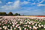 red and white tulipd on Dutch spring fields, Alkmaar, North Holland