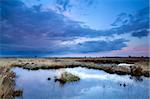soft delicate pink and blue sunset over swamps