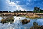 beautiful clouded sky over water in swamp