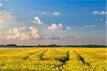 yellow rapeseed flowers field and blue sky, Groningen, Netherlands