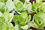 Chinese cabbage plantation in the farming in Thailand