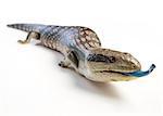 a blue tongue lizard poking its tongue out on a white background