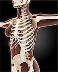 3D render of a female medical skeleton
